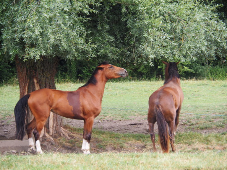 Les chevaux de sport. La ferme des 4 chemins Belgique Olivier Pouille